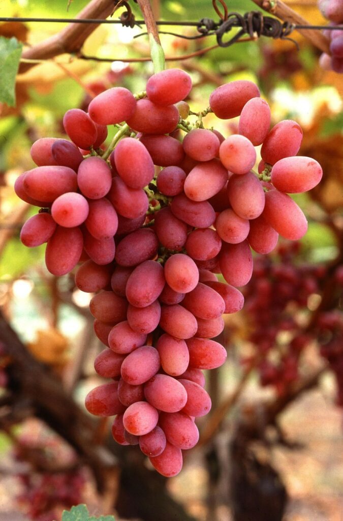 Fresh Grapes