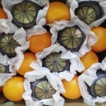 Egyptian oranges