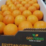 Egyptian Citrus Valencia Export