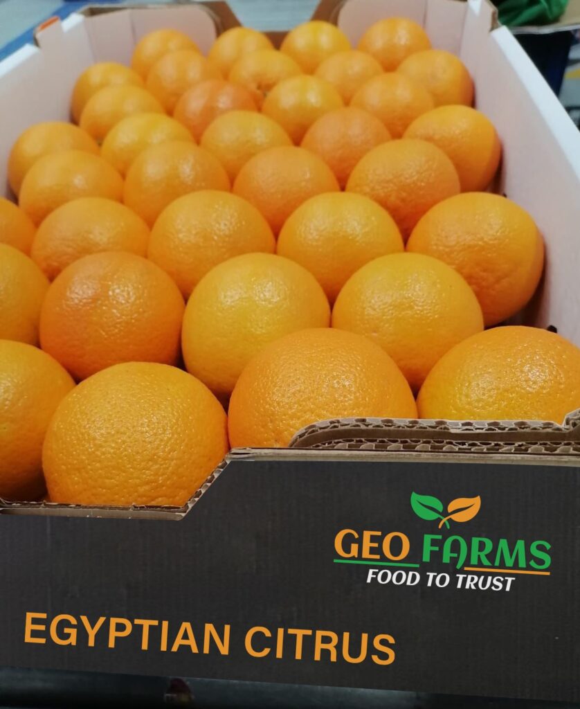 Egyptian Citrus Valencia Export