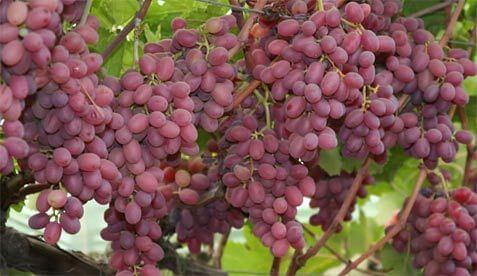 Egyptian Grapes