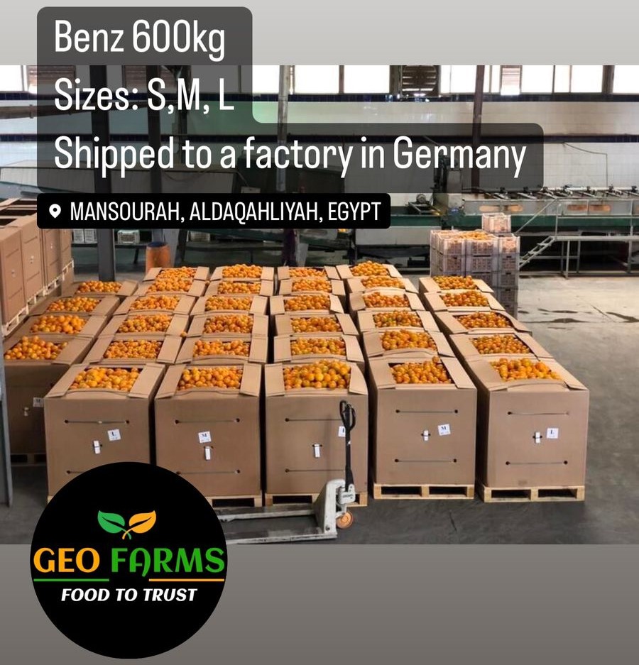 GEO FARMS VALENCIA ORANGE, Orange citrus exporter