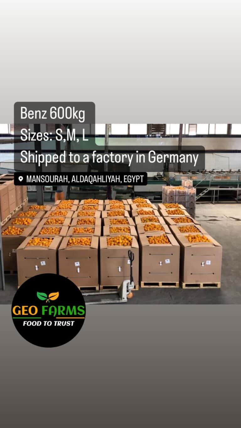 GEO-FARMS-VALENCIA-ORANGE-2