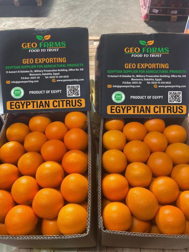 GEO-FARMS-VALENCIA-ORANGE-EGYPT-EXPORT-1