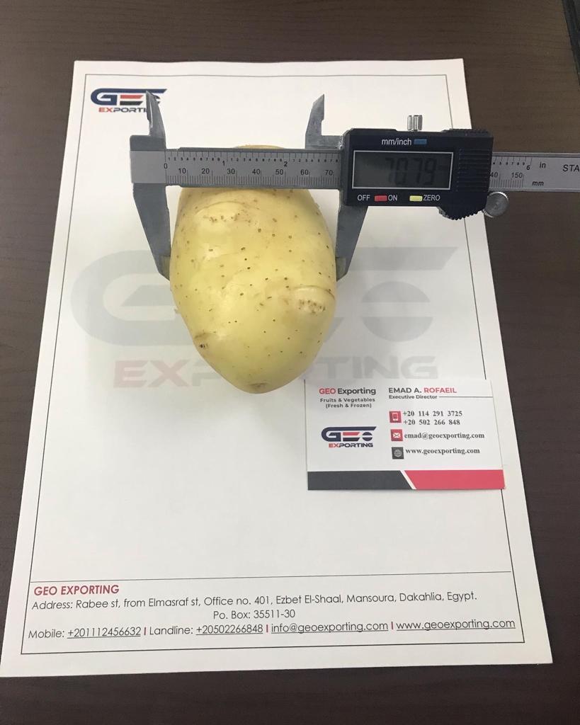 Egyptian fresh Potato to Export
