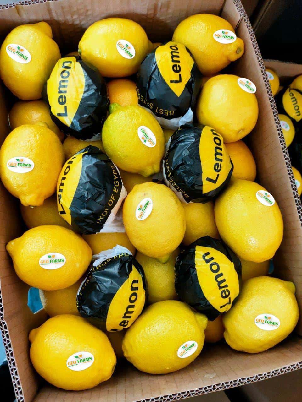 LEMON l Egyptian Citrus in Egypt