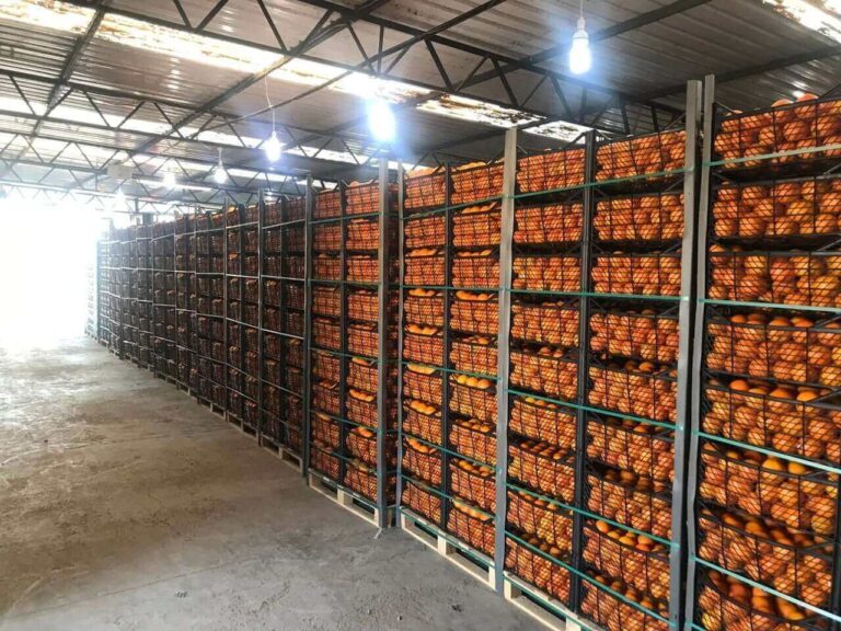 Egyptian Orange Exporter
