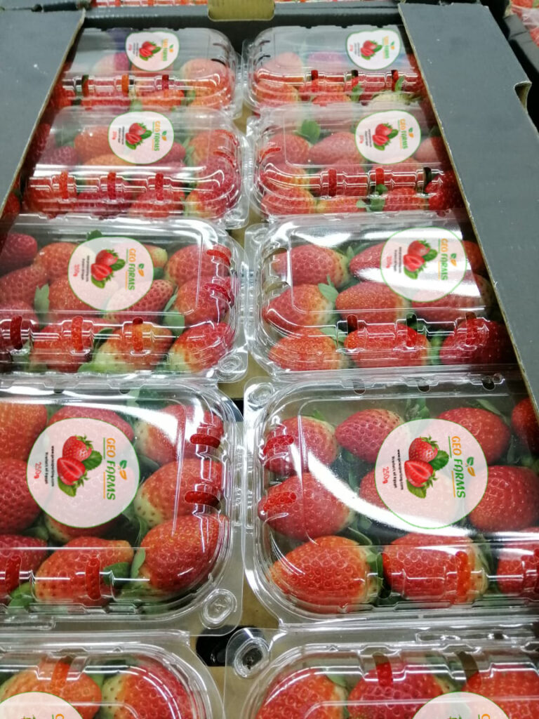  Premium Egyptian Strawberries