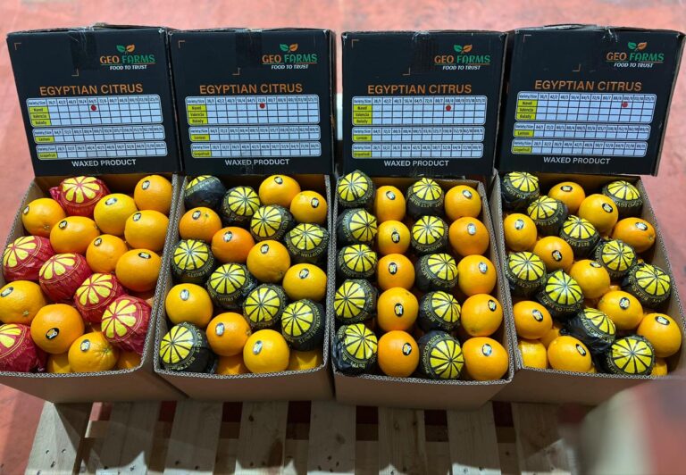 Egyptian Navel Oranges by GEO Exporting GEO Farms Brand Citrus