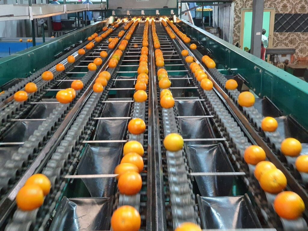 Import Egyptian Navel orange
