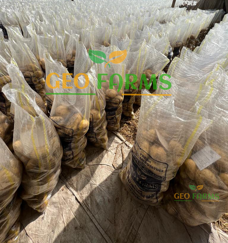 Egyptian Potatoes from GEO EXPORTING