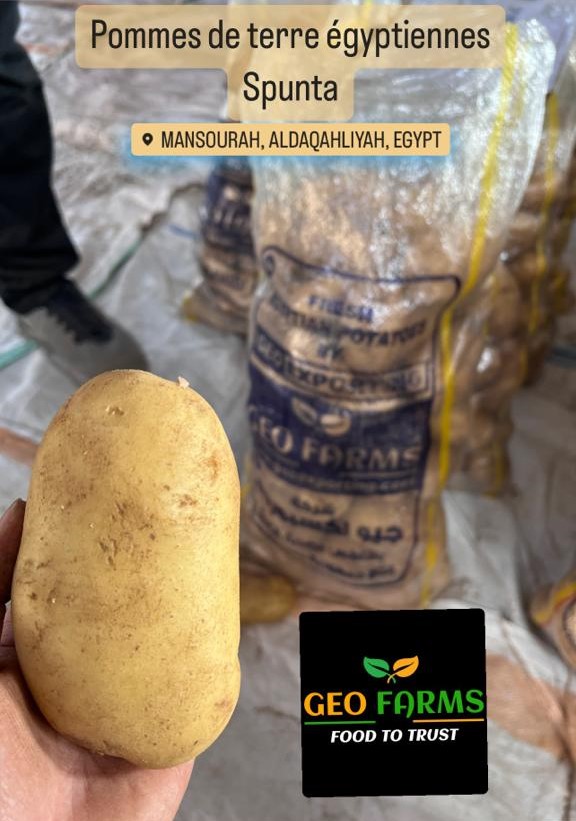 Spunta Potatoes producer from Egypt