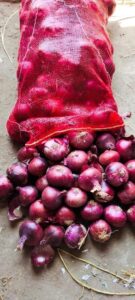Import red onion from egypt