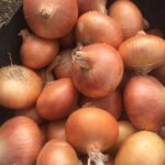 Golden Onion Egypt GEO FARMS Export Import