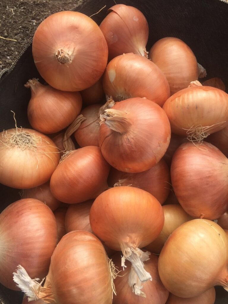Golden Onion Egypt GEO FARMS Export Import