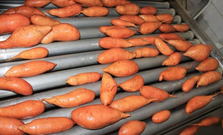 Washing Egyptian Sweet potato by GEO FARMS