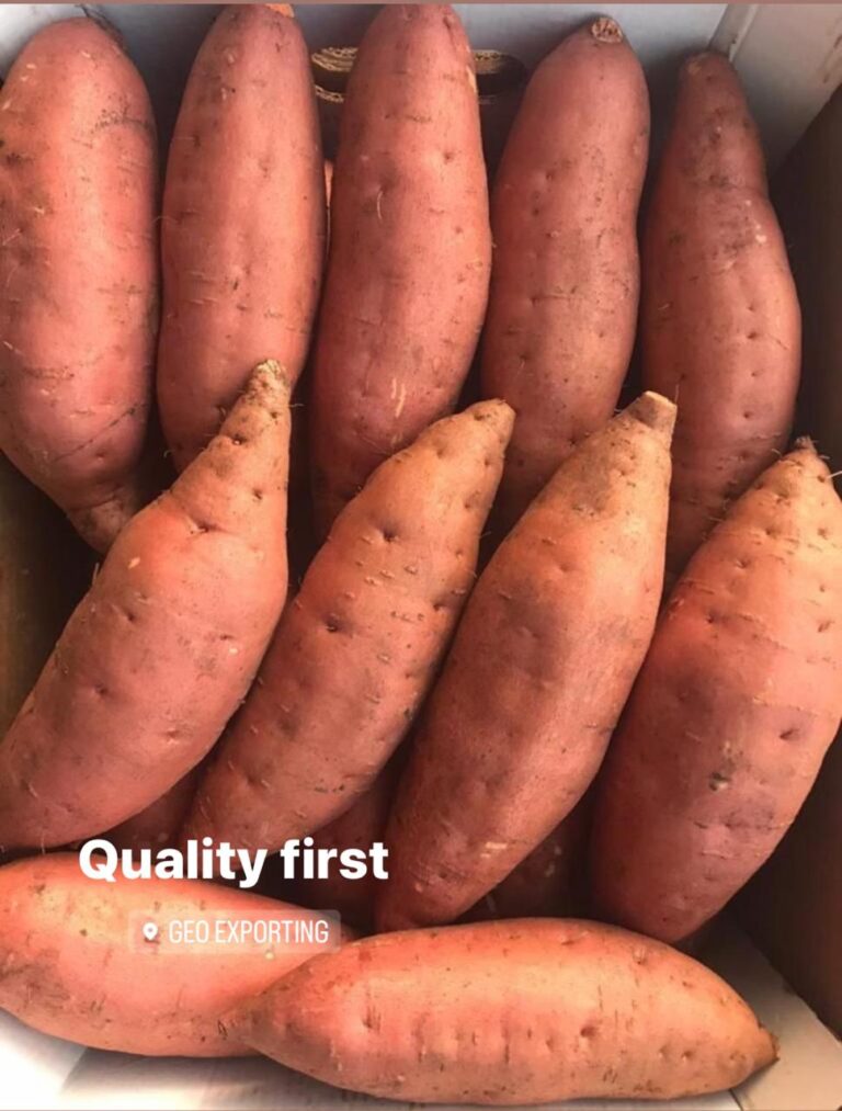 Top egyptian Sweet Potato producer
