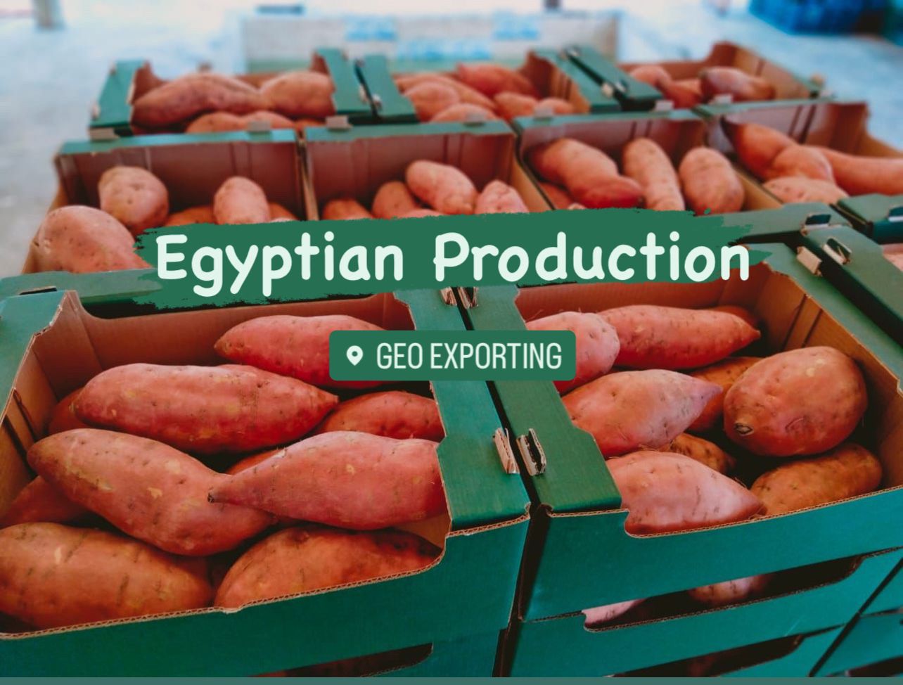 6 kg Open Top Carton for Sweet potato by GEO EXPORTING