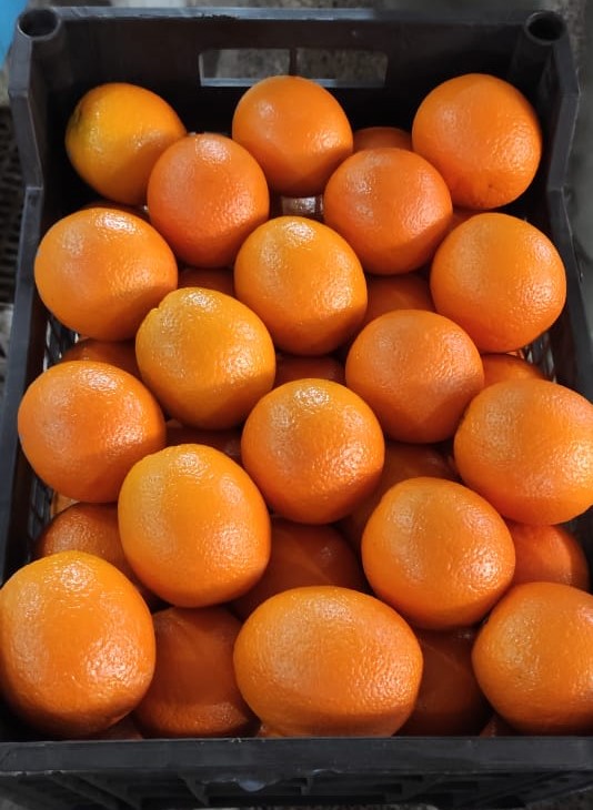 Valencia Orange Plastic Box