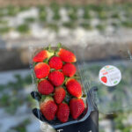 EGYPTIAN Strawberry by GEO FARMS