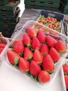 Egyptian fresh Strawberry