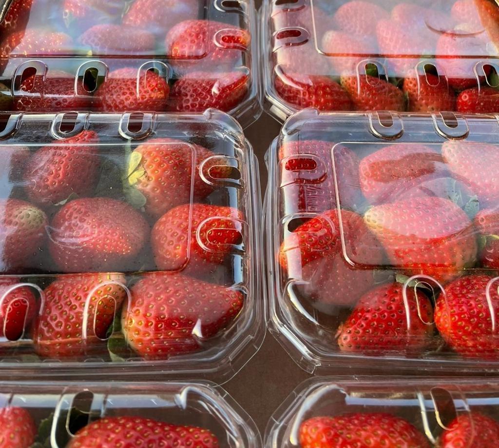 Fresh Egyptian Strawberry