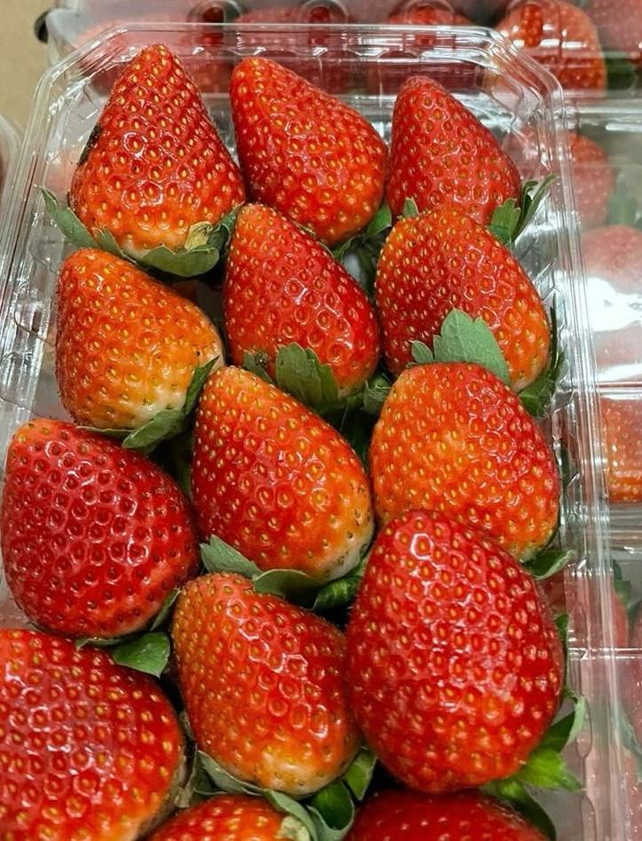 Fresh Festifave Strawberry from Egypt GEO FARMS