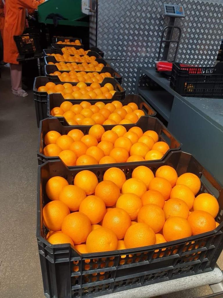 Valencia Orange in 15kg Box