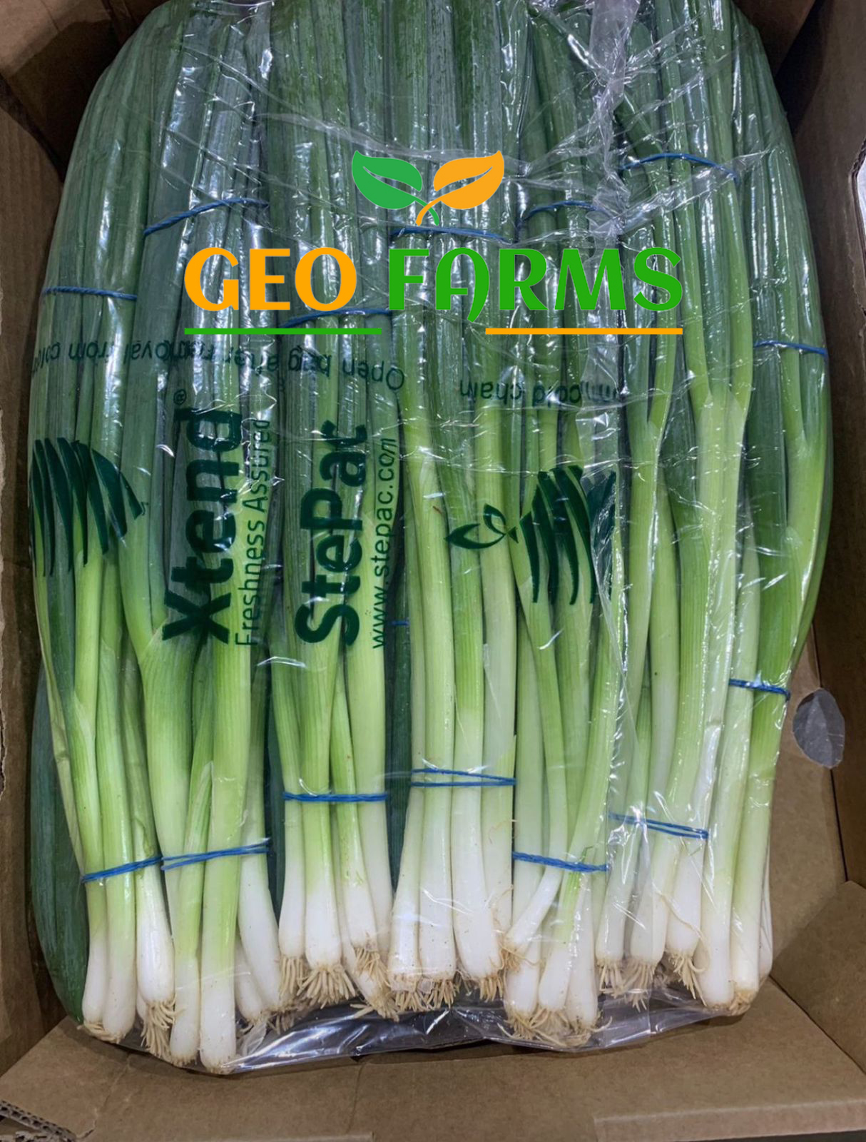 Photon Spring Onion from Egypt