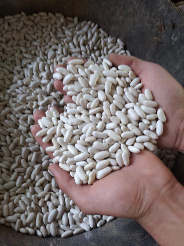 Egyptian White Beans