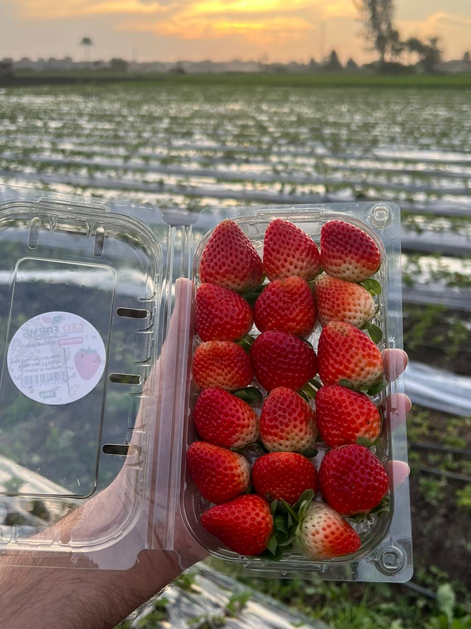 Egyptian Fresh Strawberry Fortuna GEO Farms