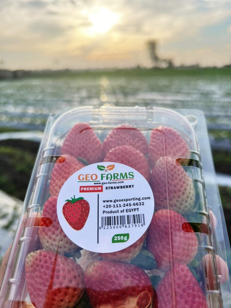  Premium Egyptian Strawberries