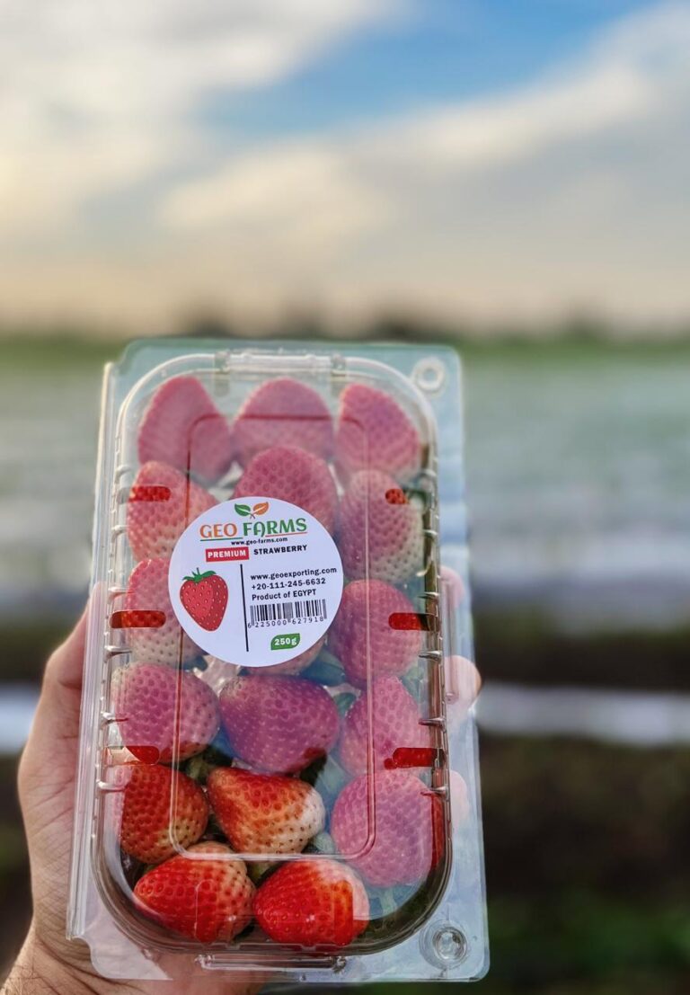 Egyptian Fresh Strawberry Fortuna GEO Farms