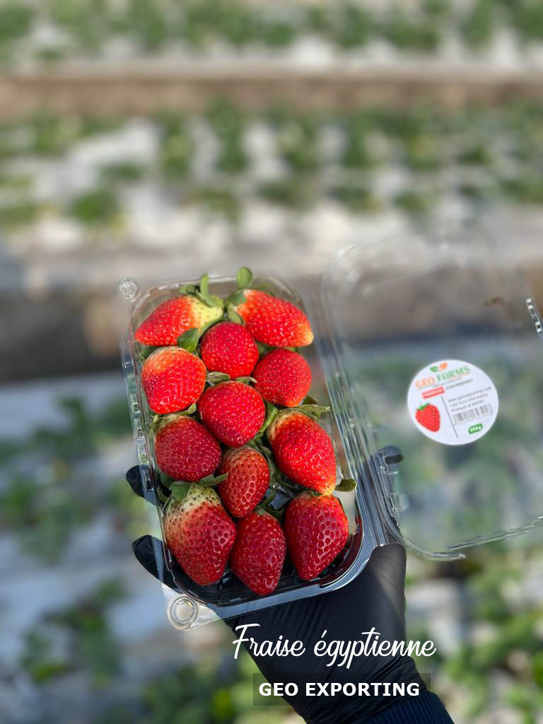strawberry Quality from Egypt