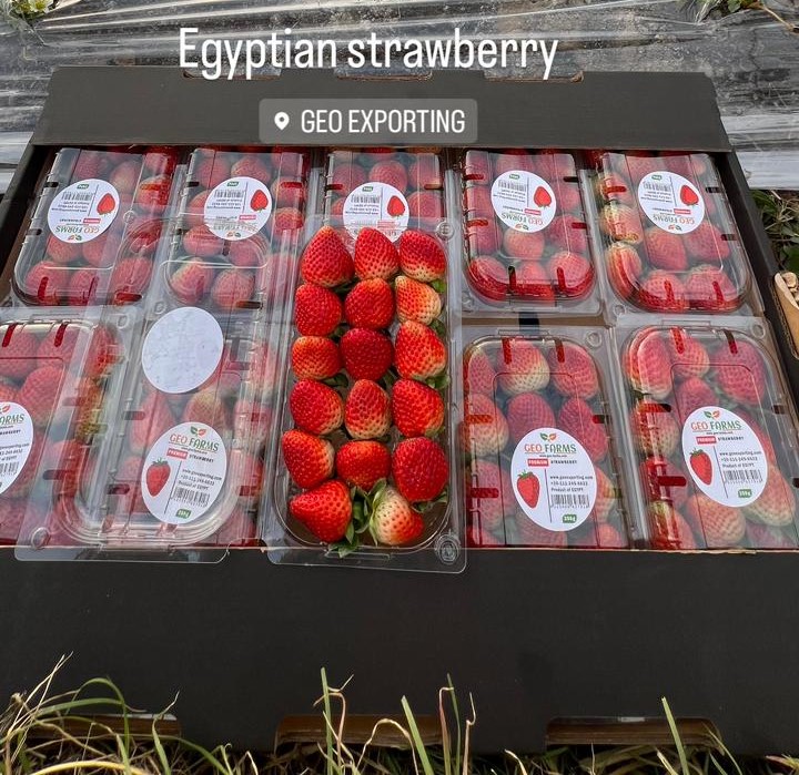 Fresh Strawberry to export Maldives