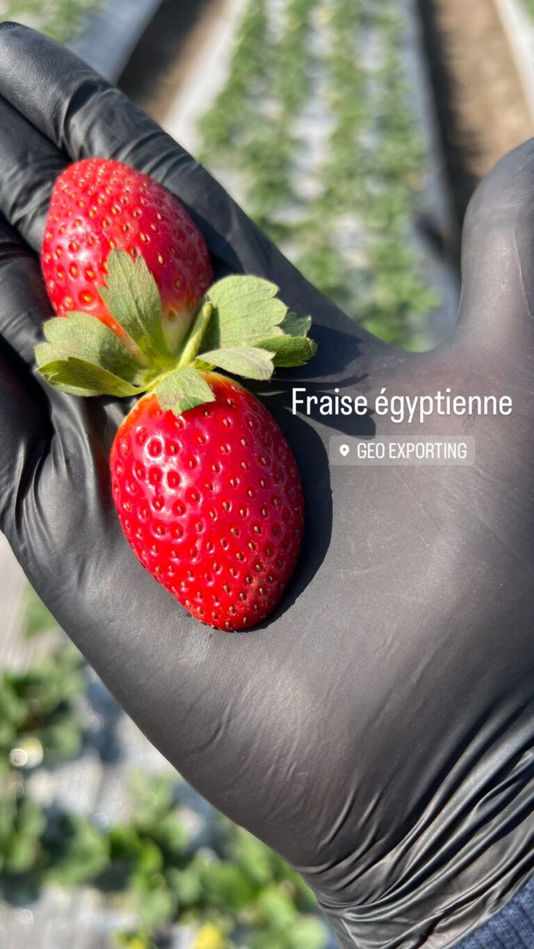 Egyptian Strawberry geo farms