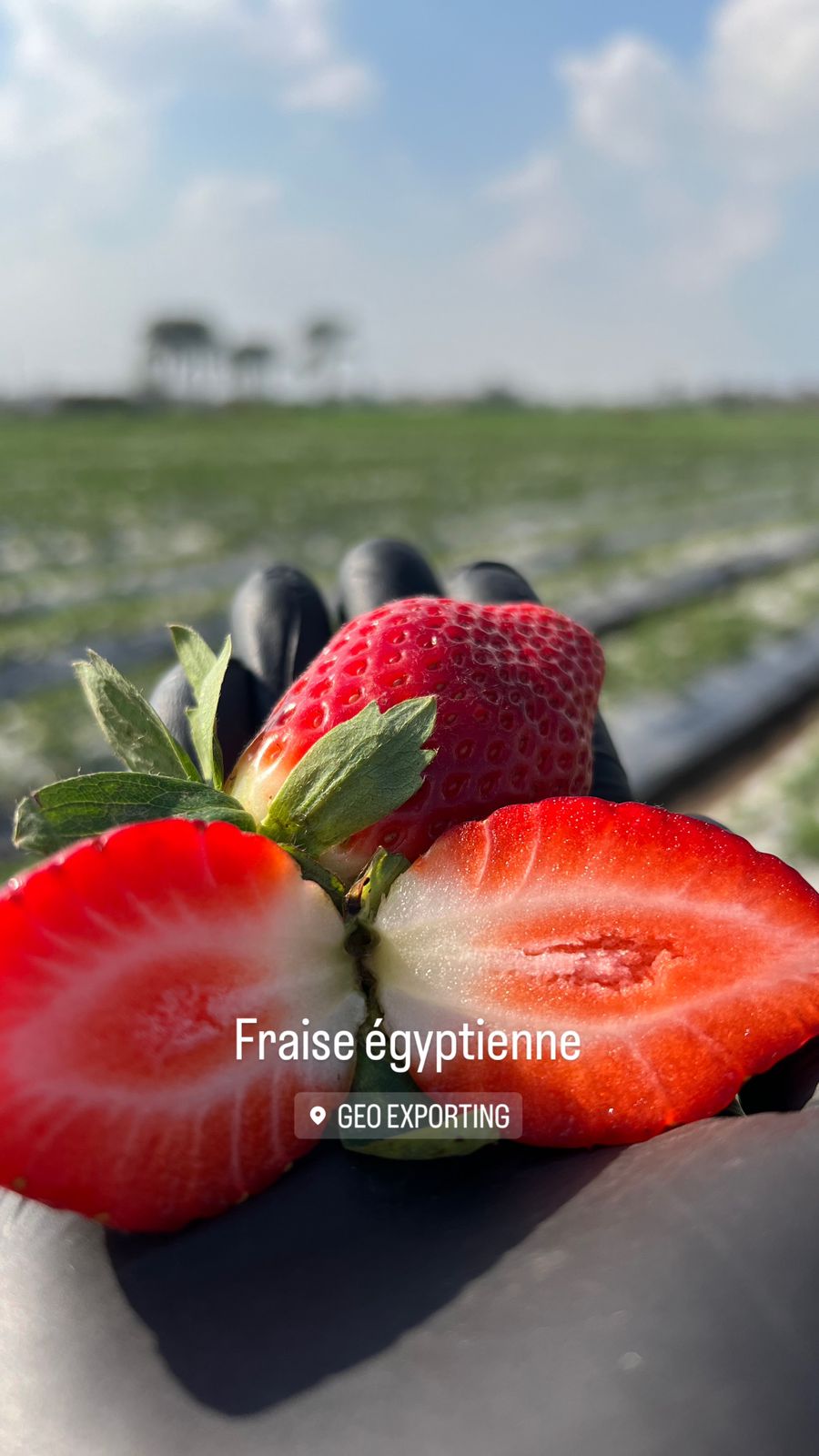 Fresh Egyptian Fortuna Strawberry by geo farms