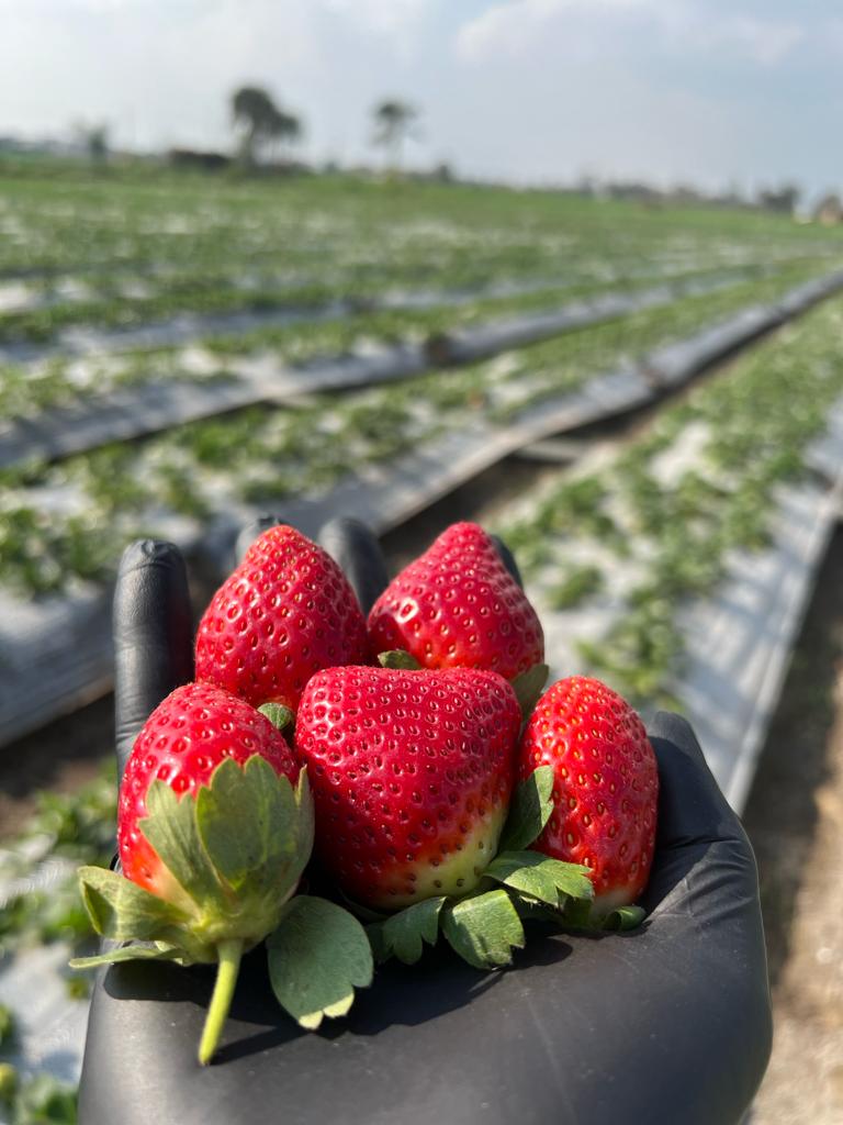 Egyptian Strawberry geo farms
