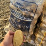 Spunta Potatoes from Egypt