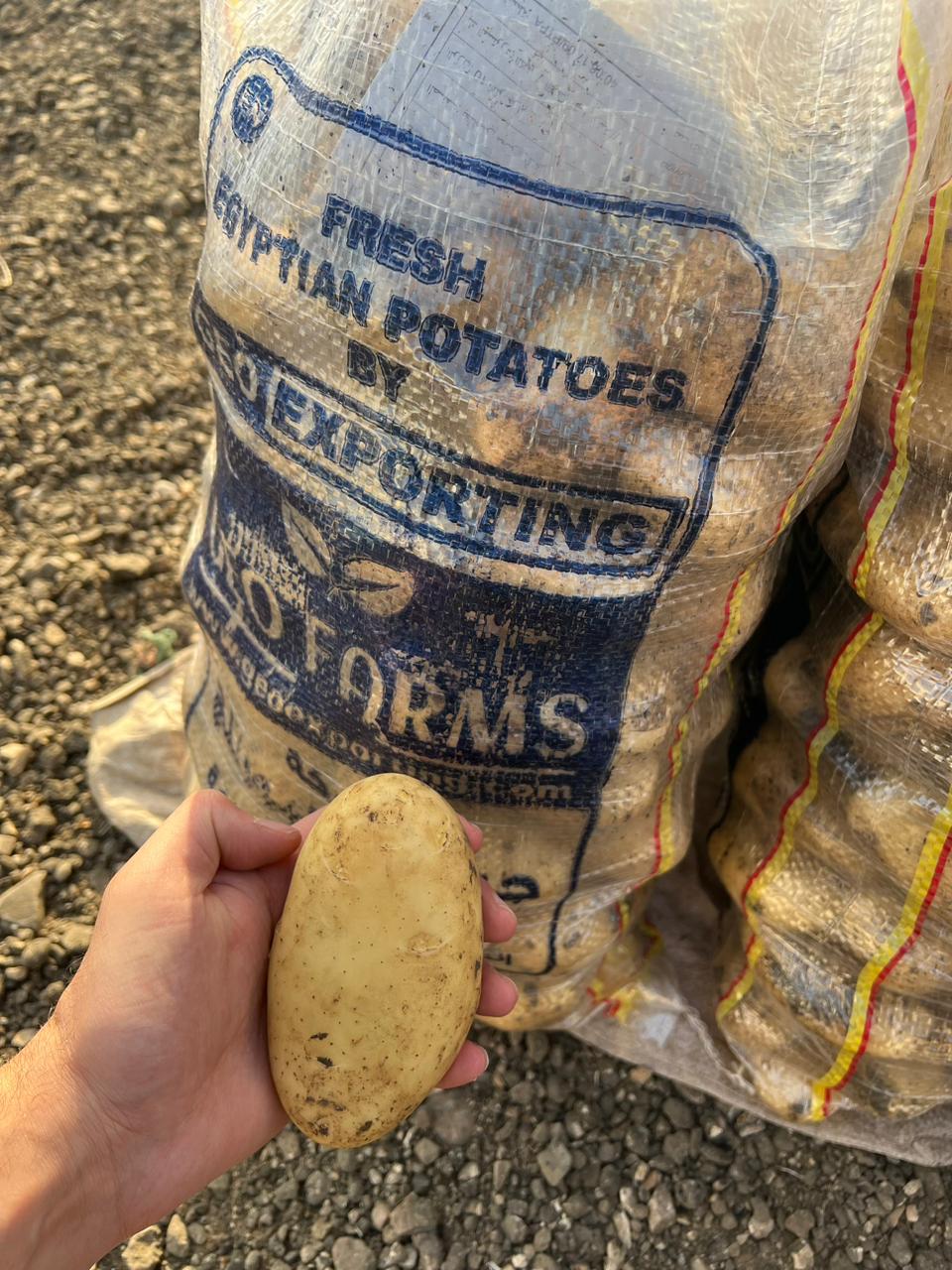 Spunta Potatoes from Egypt