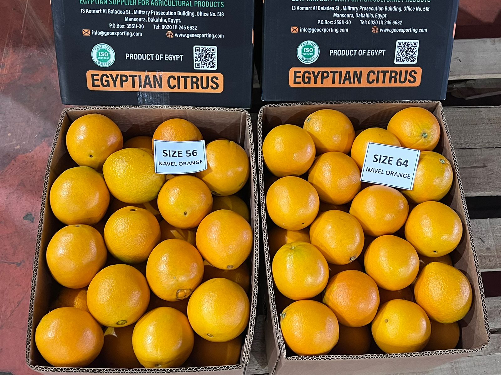 Desert Orange in Egypt