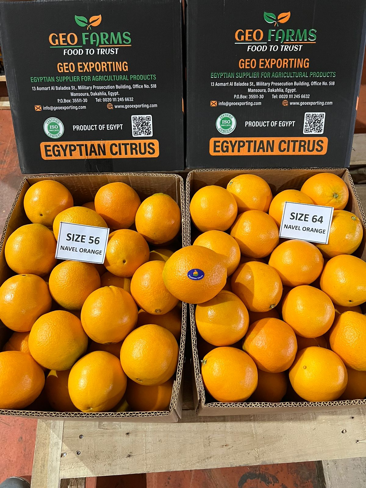 Egypain Navel oranges by geo exporting