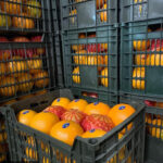 top orange exporter in Egypt