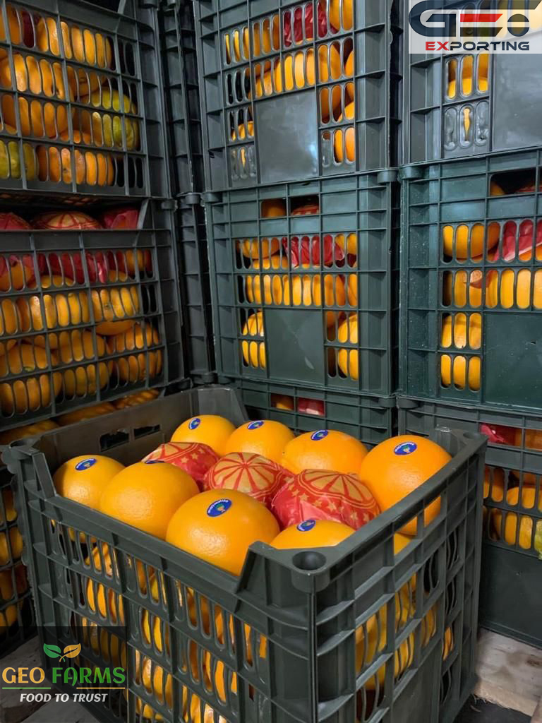 top orange exporter in Egypt