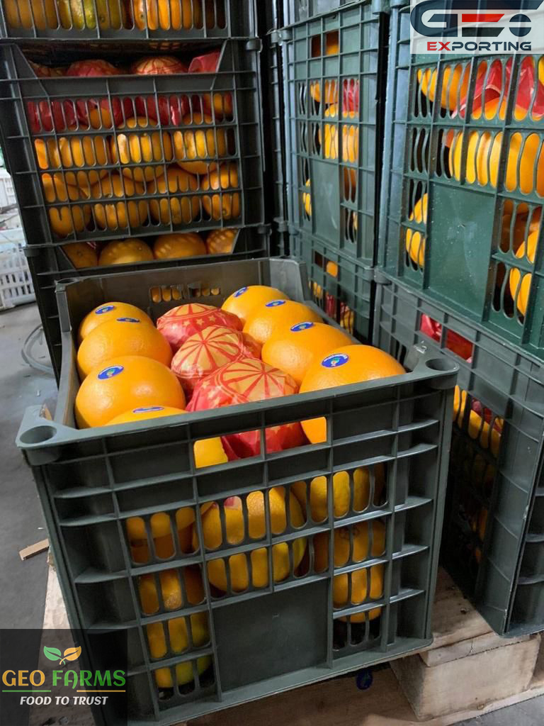 Plastic Box 15kg Navel Orange from Egypt