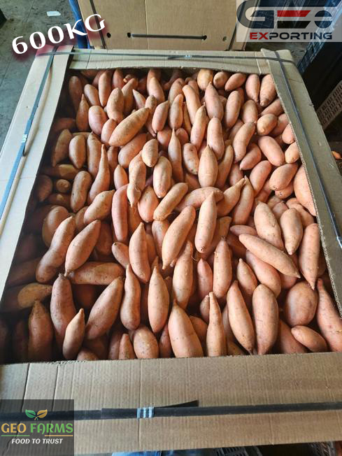 600kg Sweet potato bins