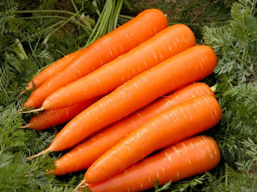 How to Grow Carrots?