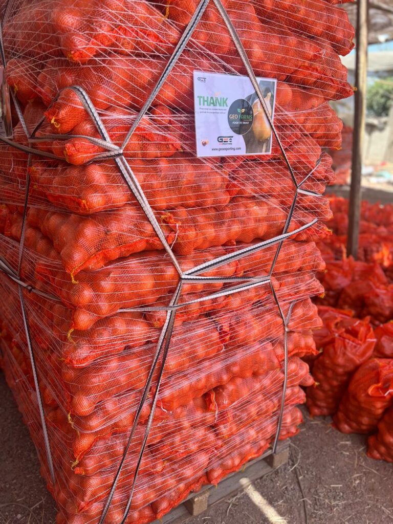 Export the finest Egyptian Onions