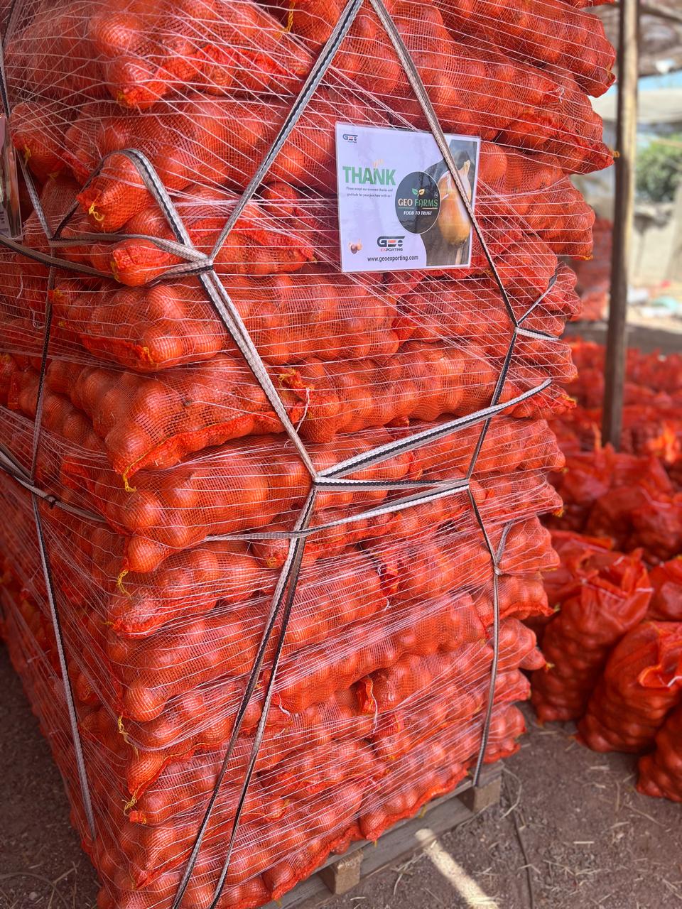 Export the finest golden onion from Egypt