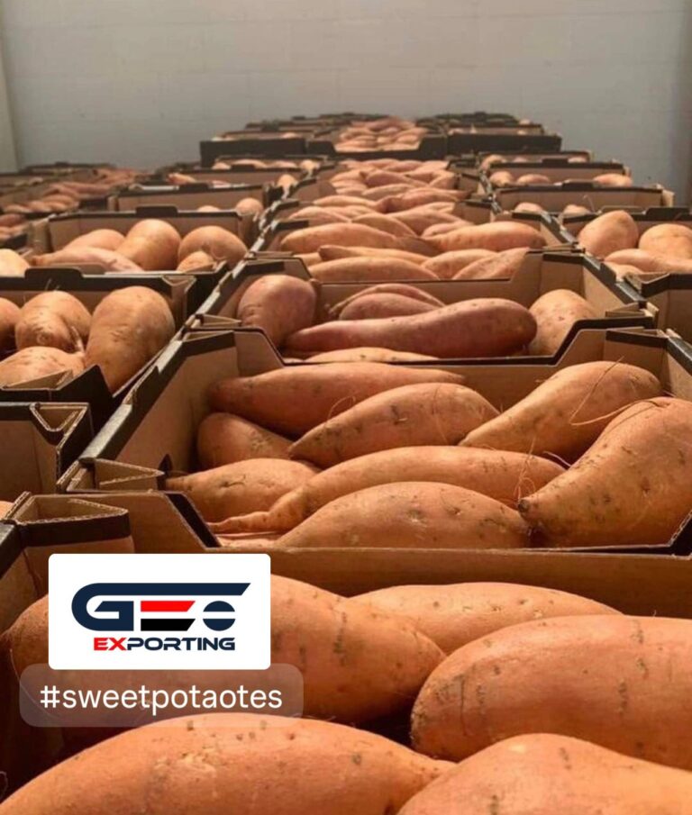 Premimum Sweet potato from Egypt